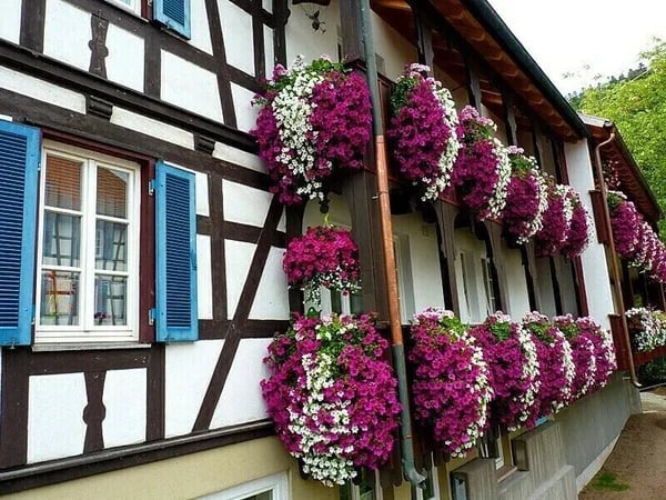 🔥🏡Vivid Artificial Hanging Orchid Bunch