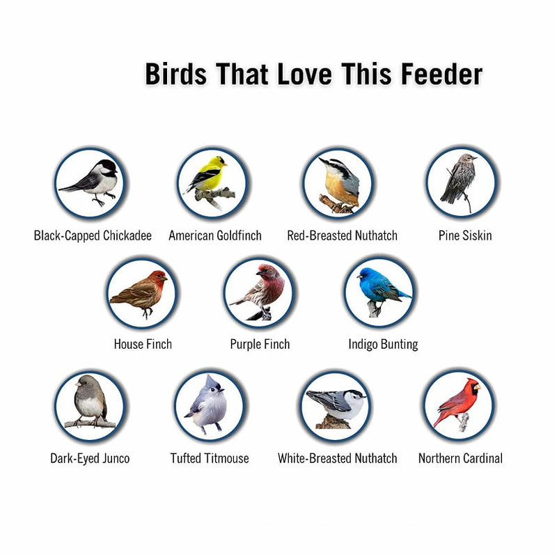 🔥Bird Feeder