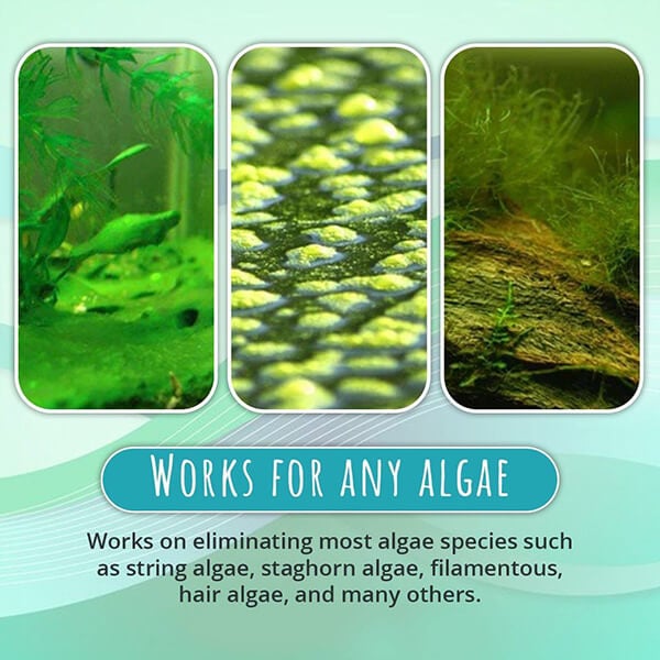 🔥Limited Time Sale 48% OFF🎉NEW Algae Repellent Agent