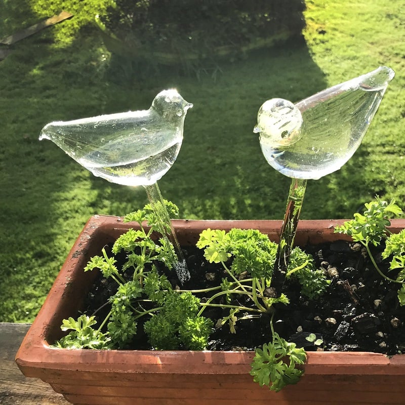 (🔥SAVE 47% OFF) Self-Watering Plant Glass Bulbs